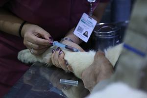 iran-teheran-primer-hospital-para-mascotas-101002026101475000147