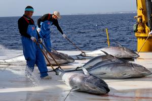 malta-china-pesca-101002026102575000493