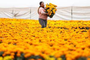 mexico-ciudad-de-mexico-dia-de-muertos-preparativo-101002026102475000142