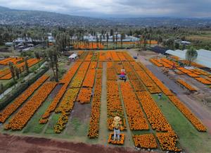 mexico-ciudad-de-mexico-dia-de-muertos-preparativo-101002026102475000144