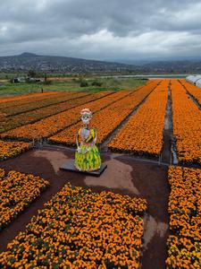 mexico-ciudad-de-mexico-dia-de-muertos-preparativo-101002026102475000148