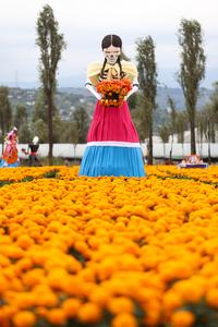 mexico-ciudad-de-mexico-dia-de-muertos-preparativo-101002026102475000151