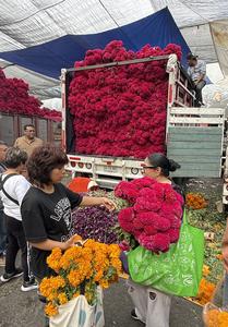 mexico-ciudad-de-mexico-dia-de-muertos-preparativo-101002026102475000396