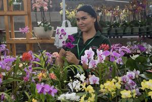 peru-lima-exposicion-orquideas-101002026102575000235