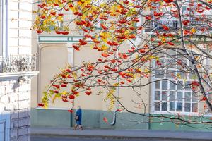 rusia-vladivostok-paisaje-otonal-101002026101975000180