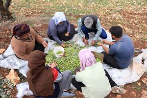 siria-alepo-cosecha-de-aceitunas-101002026102275000301